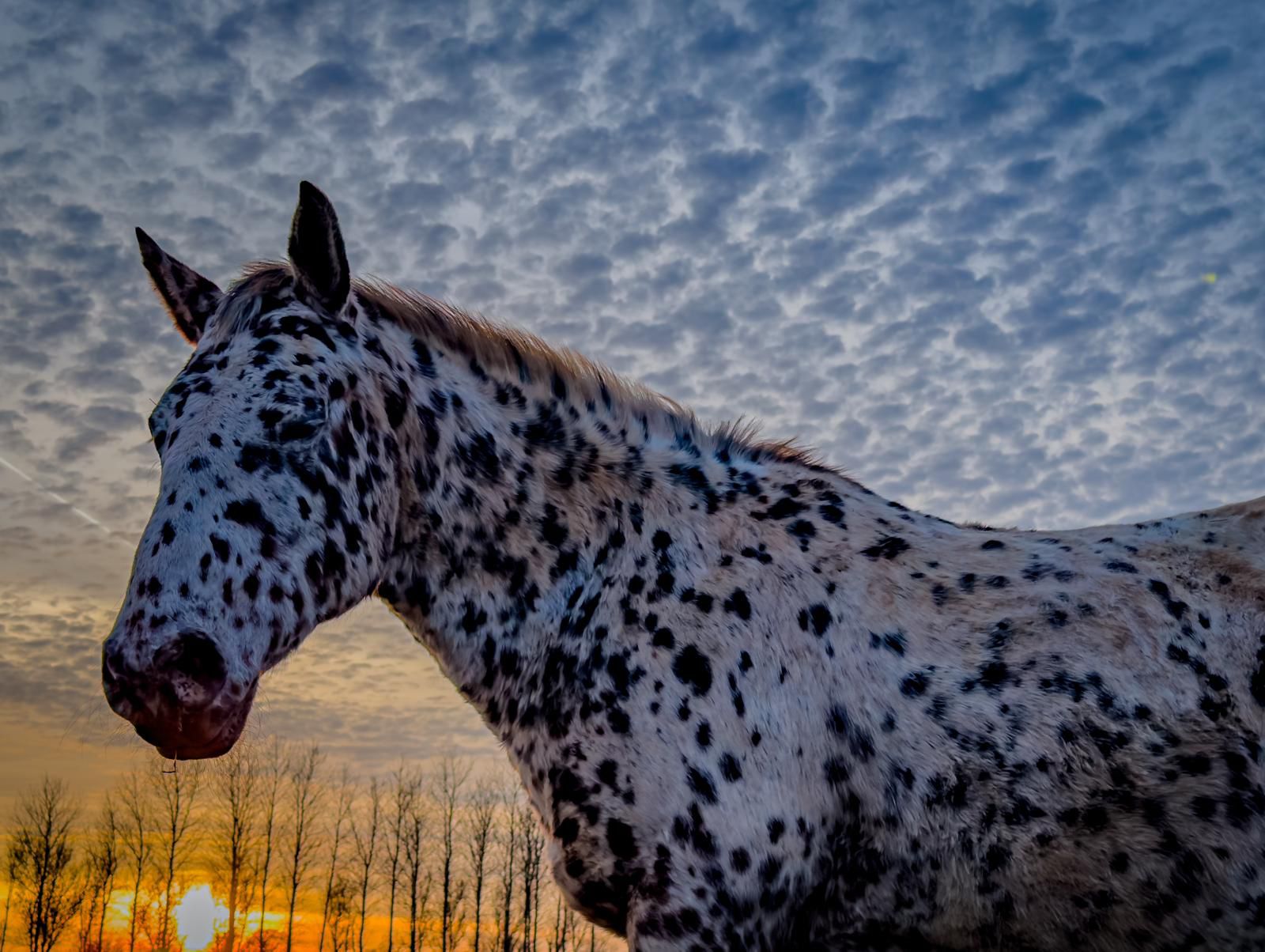 Walking with Wisdom - Rewilding the Soul Through Mythic Landscape with Horses