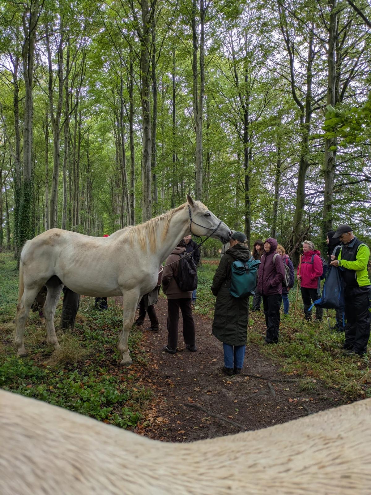 Walking Mythic Landscape with Horses - NEW DATE