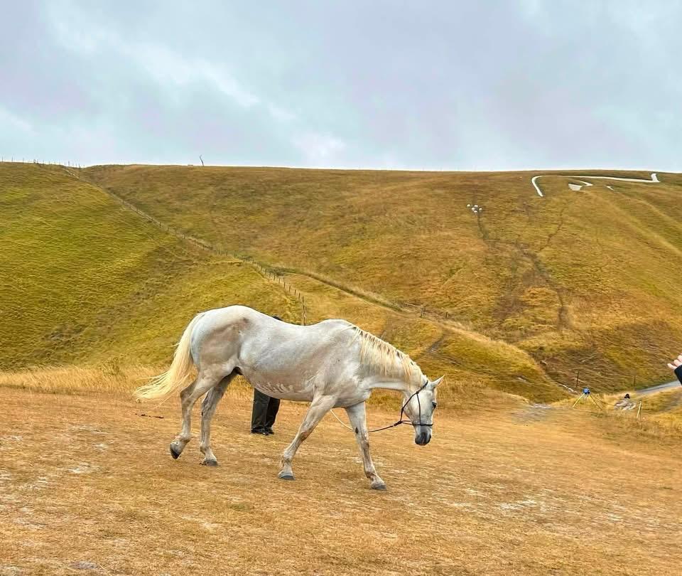 Walking Mythic Landscape with Horses - NEW DATE