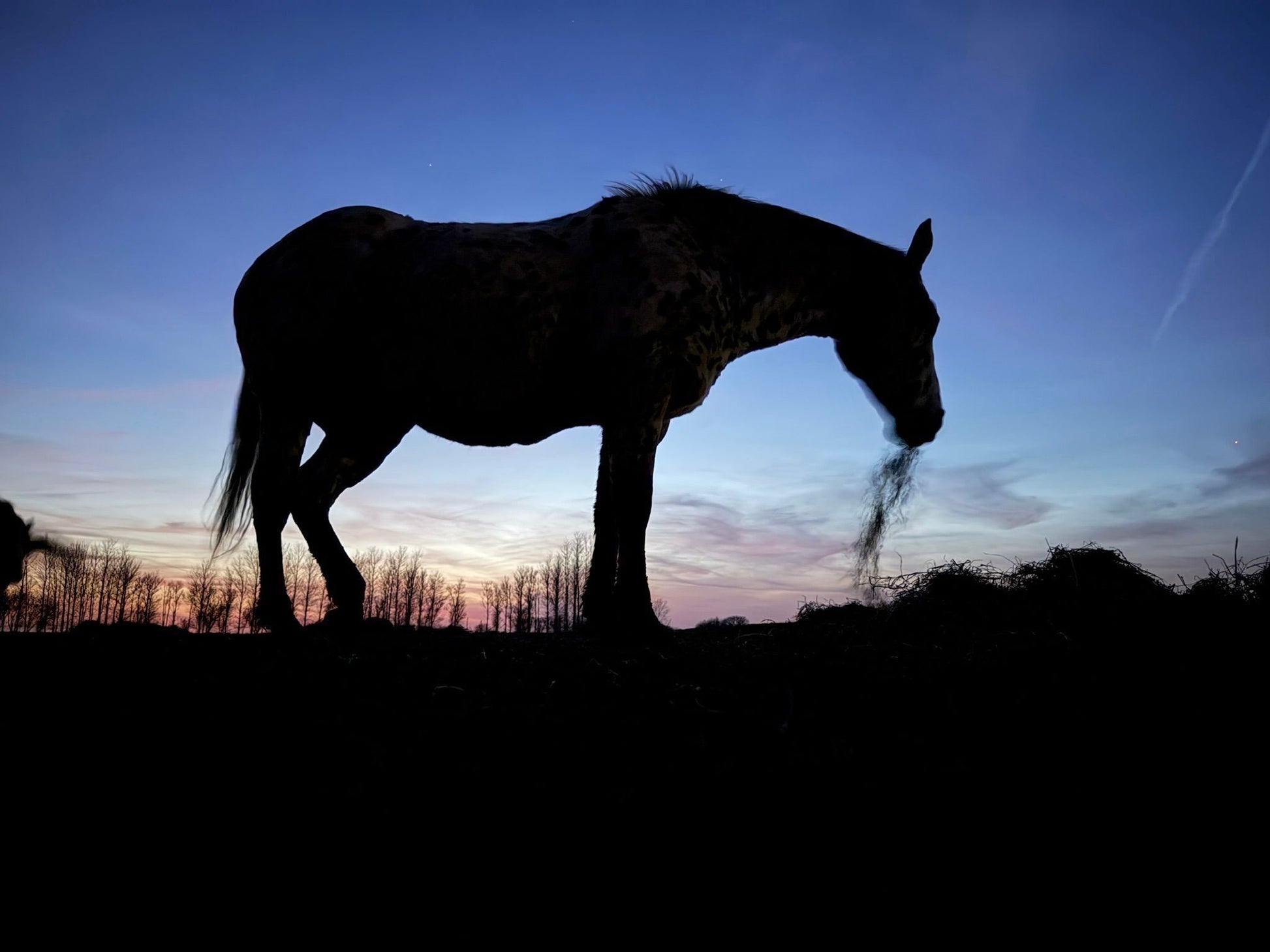 Walking with Wisdom - Rewilding the Soul Through Mythic Landscape with Horses
