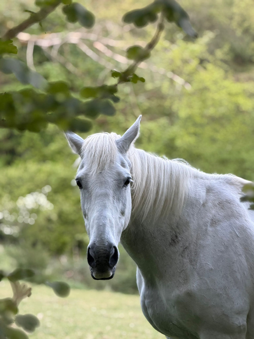 Walking with Wisdom of Hearth and Horse - A Talk on the Pilgrimage