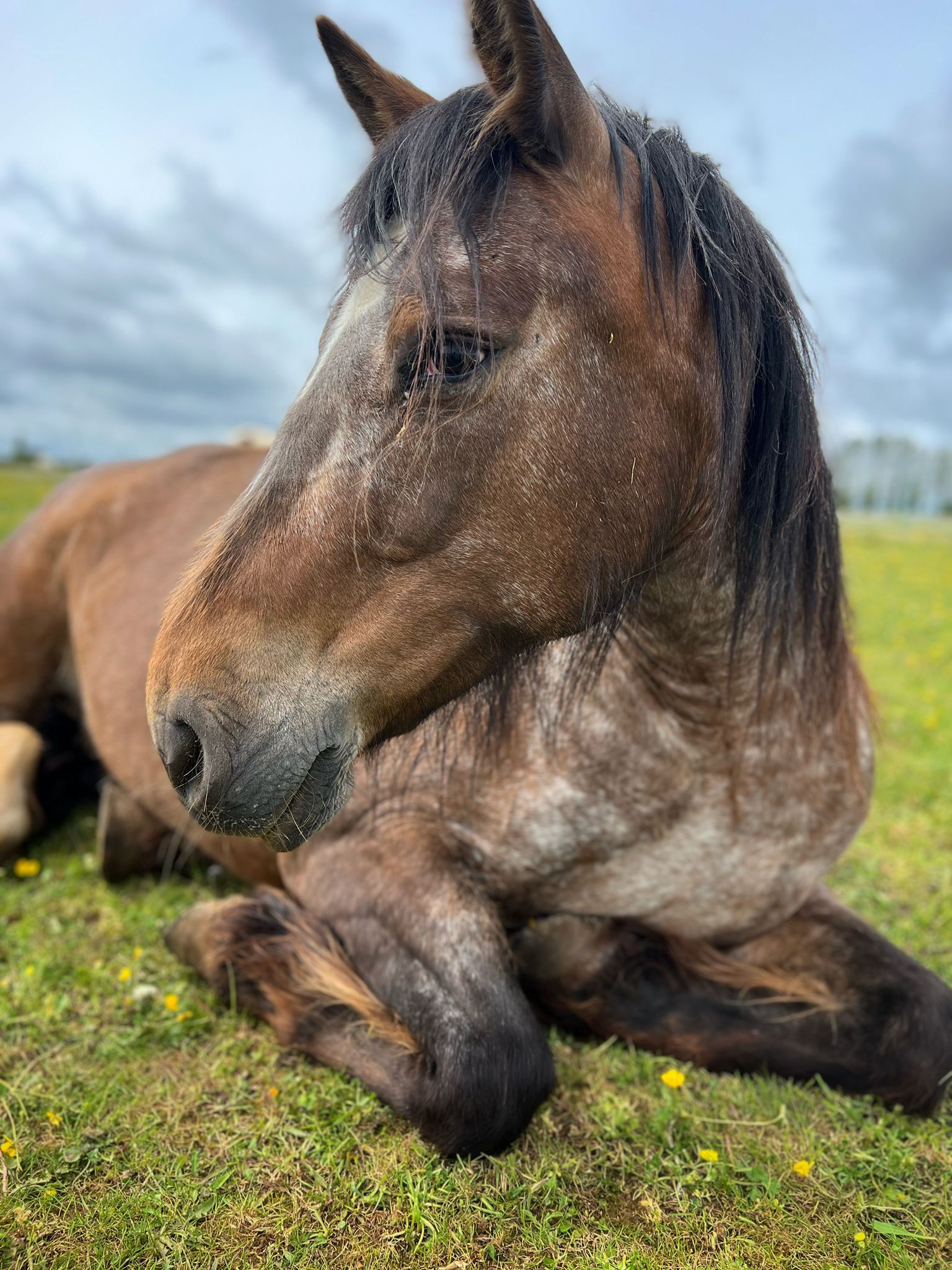 Walking with Wisdom - Rewilding the Soul Through Mythic Landscape with Horses